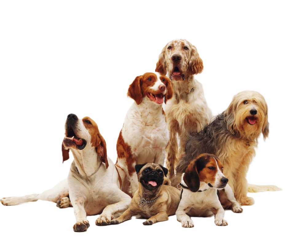 Happy dogs
